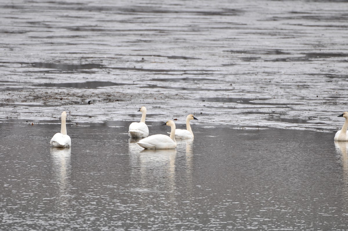 Tundra Swan - ML646421987