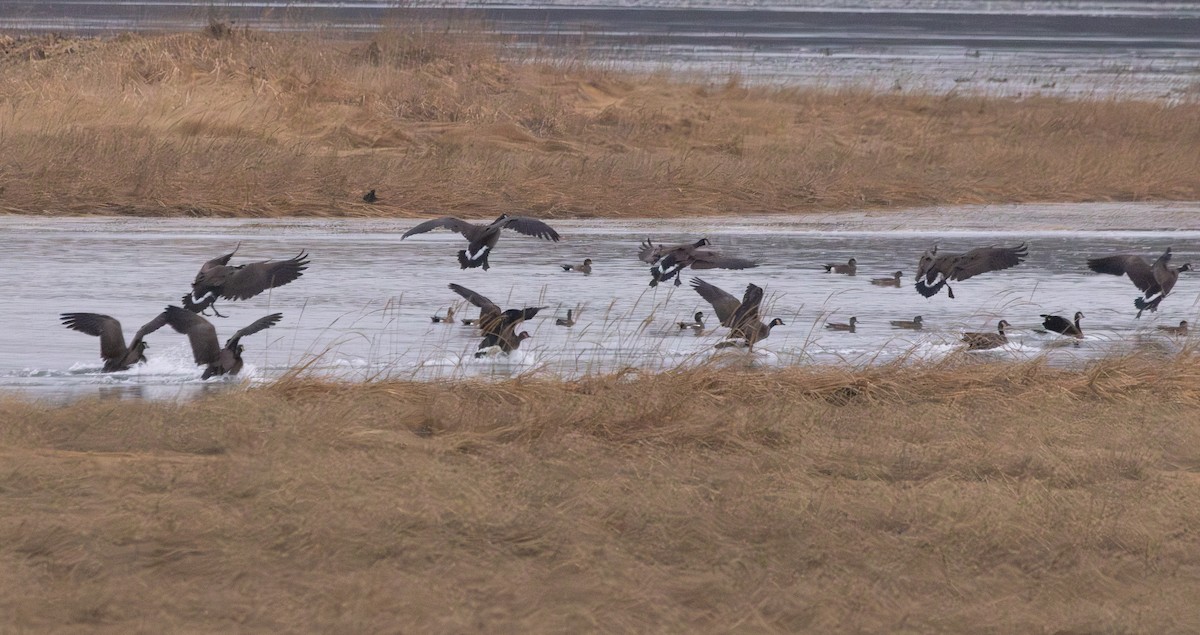 Canada Goose - ML646421988