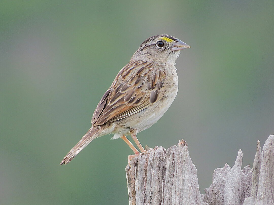 Grassland Sparrow - ML646421990