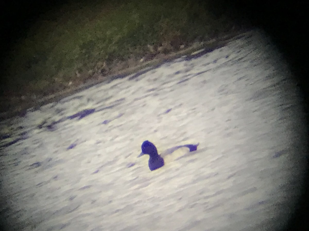 Lesser Scaup - ML646421991