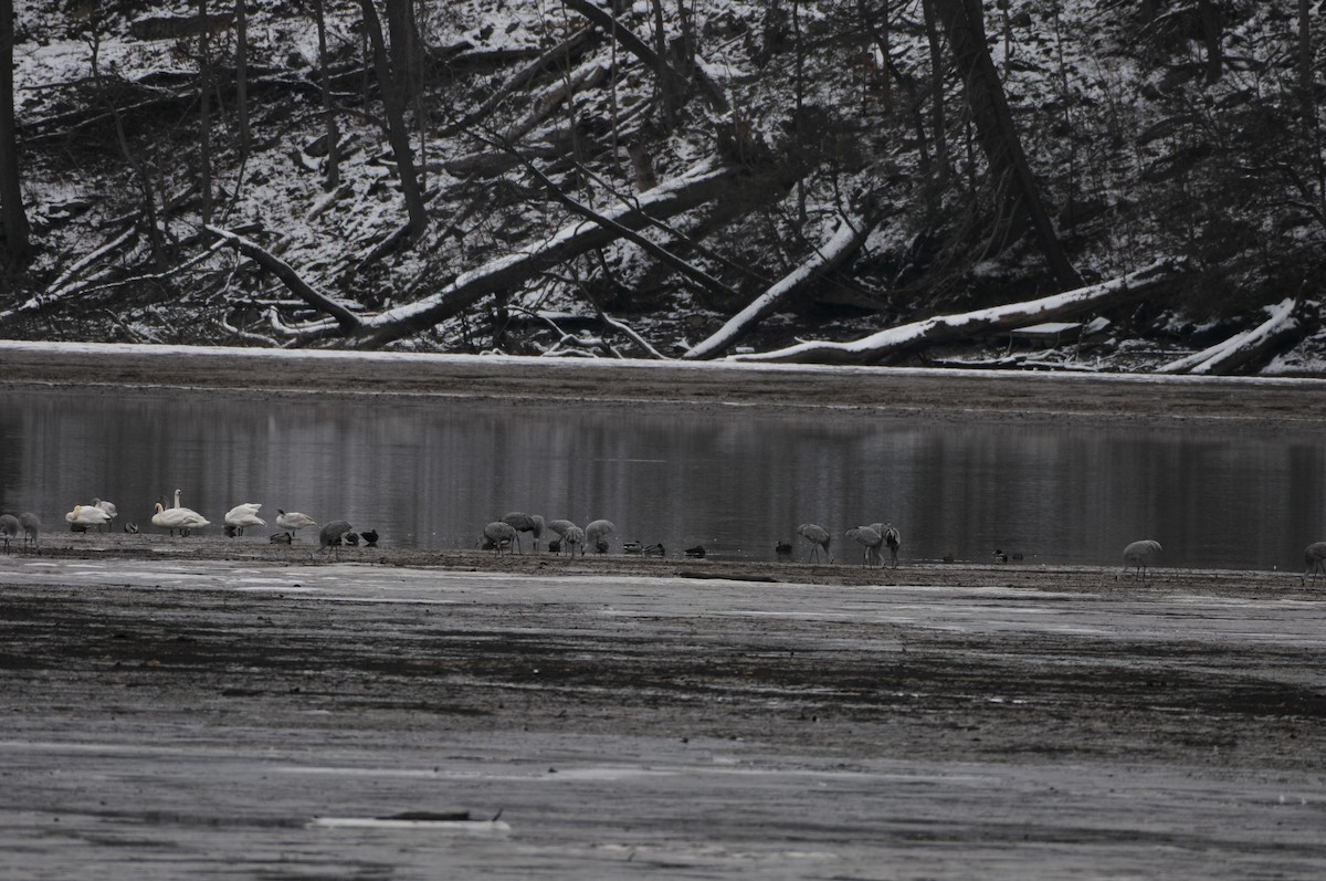 Sandhill Crane - ML646421994