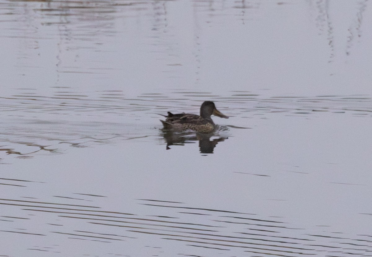 lžičák pestrý - ML646421997