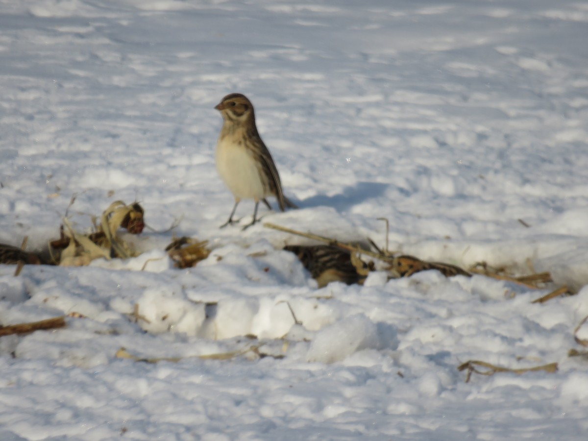 lappspurv - ML646421998