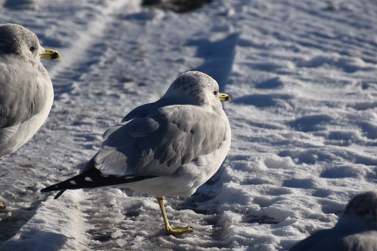Ring-billed Gull - ML646422000