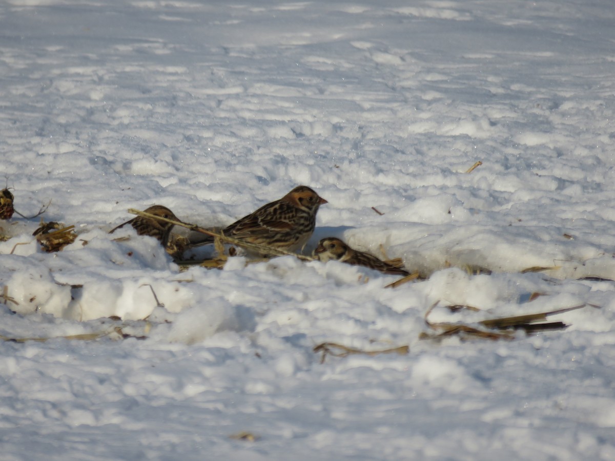 lappspurv - ML646422001