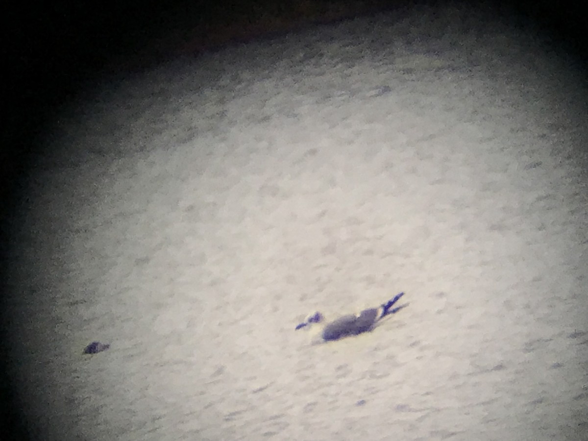 Laughing Gull - ML646422002