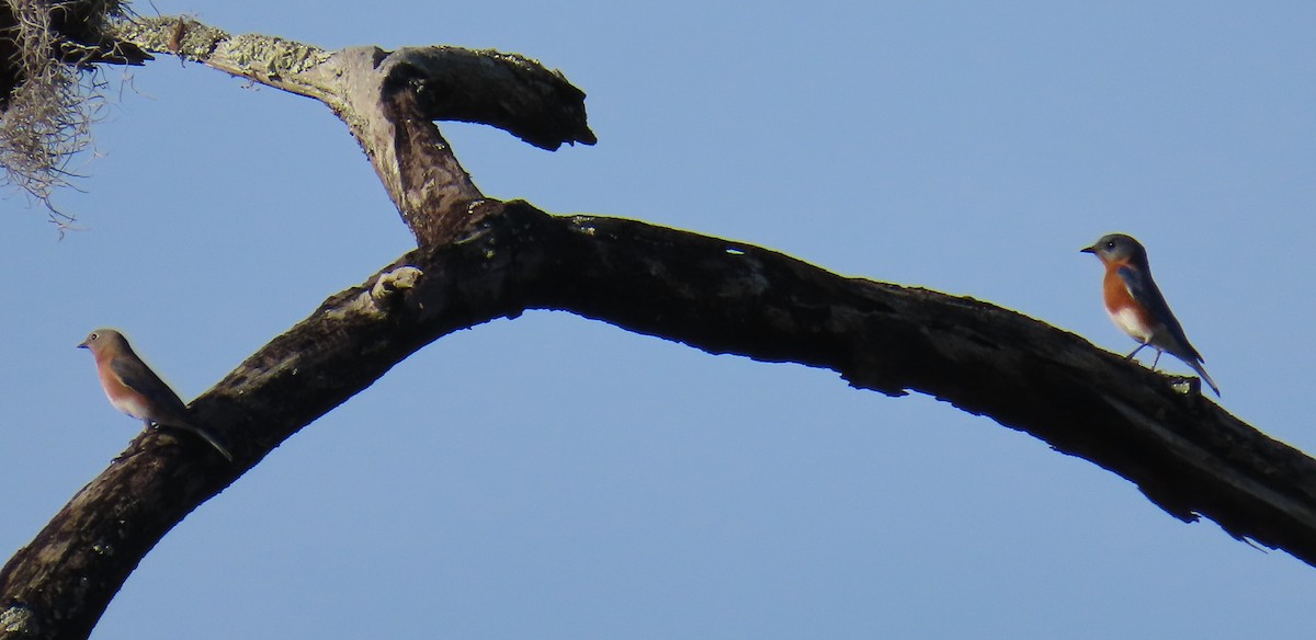 Блакитник східний - ML646422004