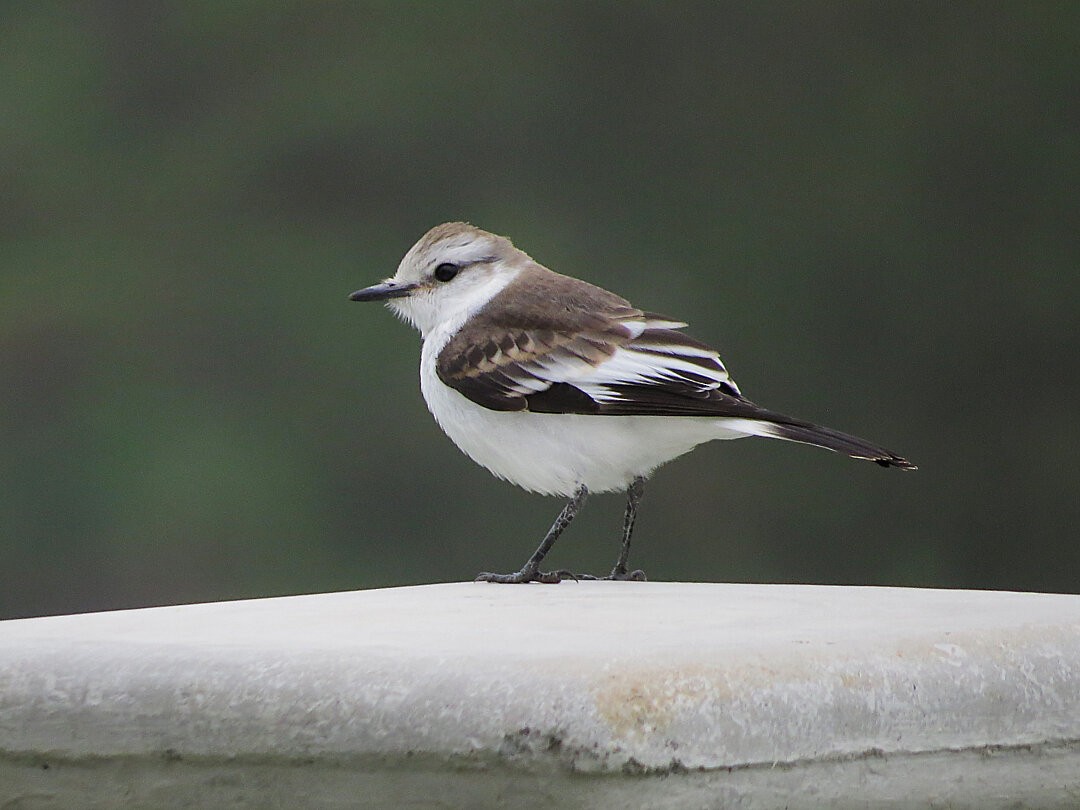 White-rumped Monjita - ML646422005