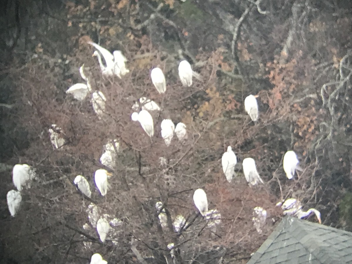 Great Egret - ML646422006