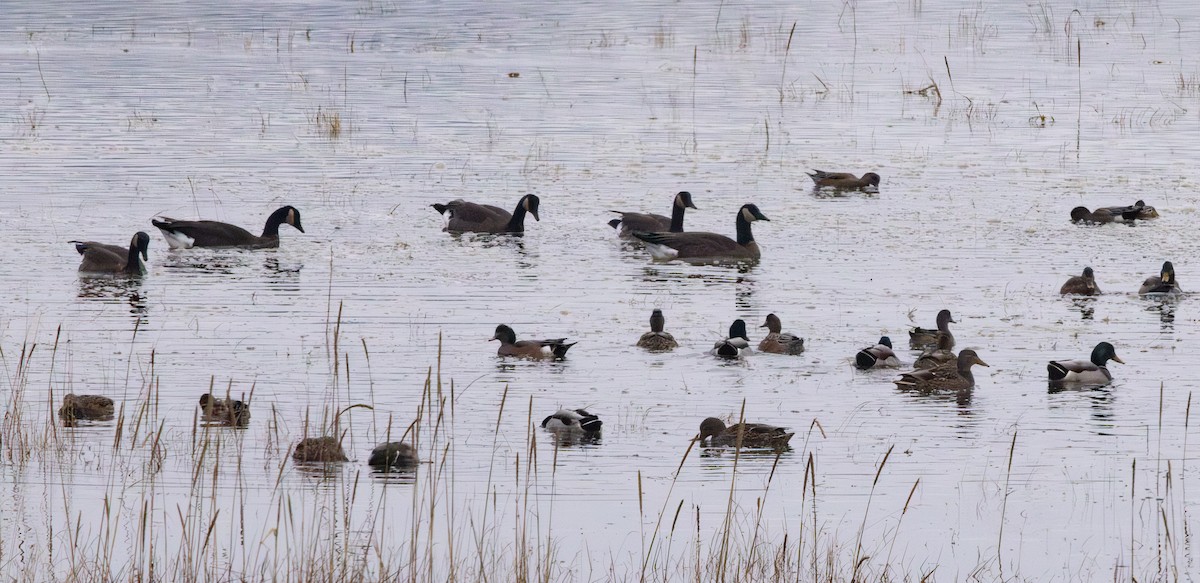 American Wigeon - ML646422007