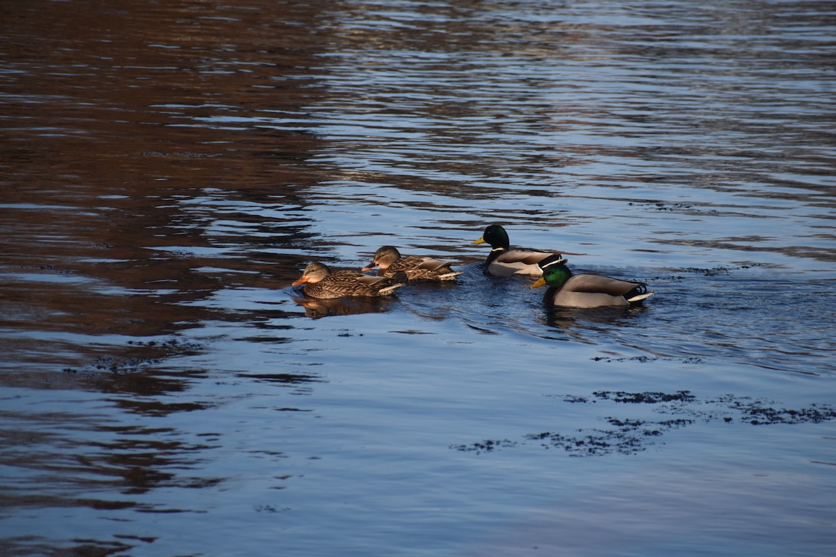 Mallard - ML646422011