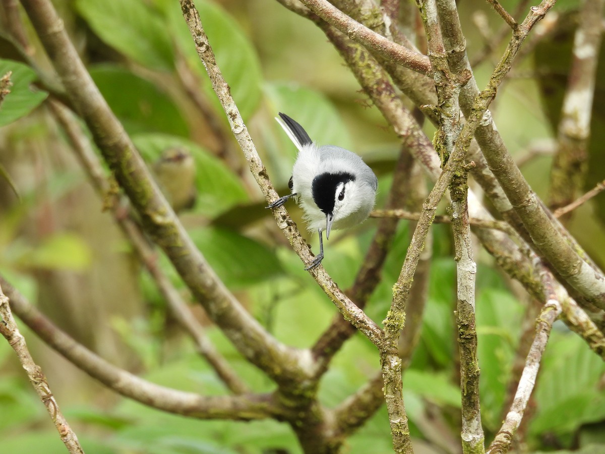 White-browed Gnatcatcher - ML646422012