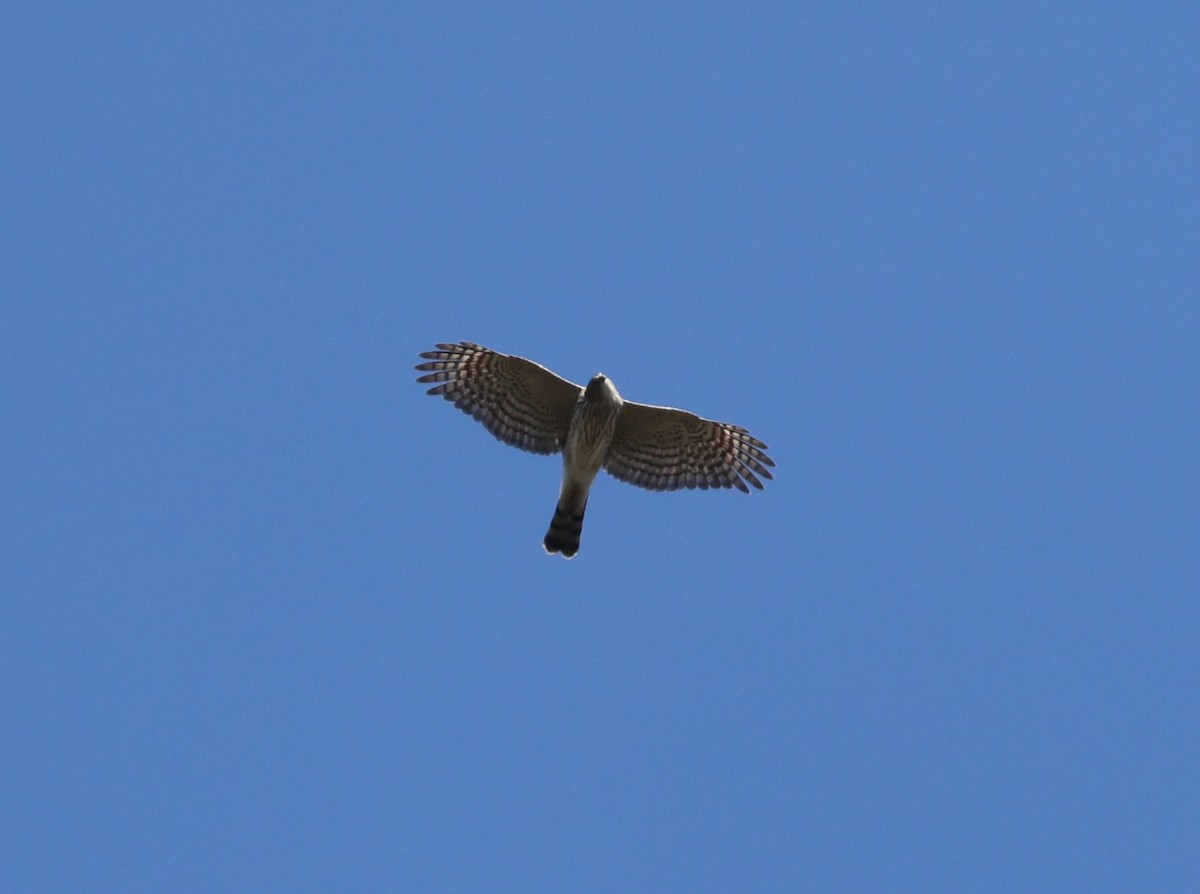 Sharp-shinned Hawk - ML646422016
