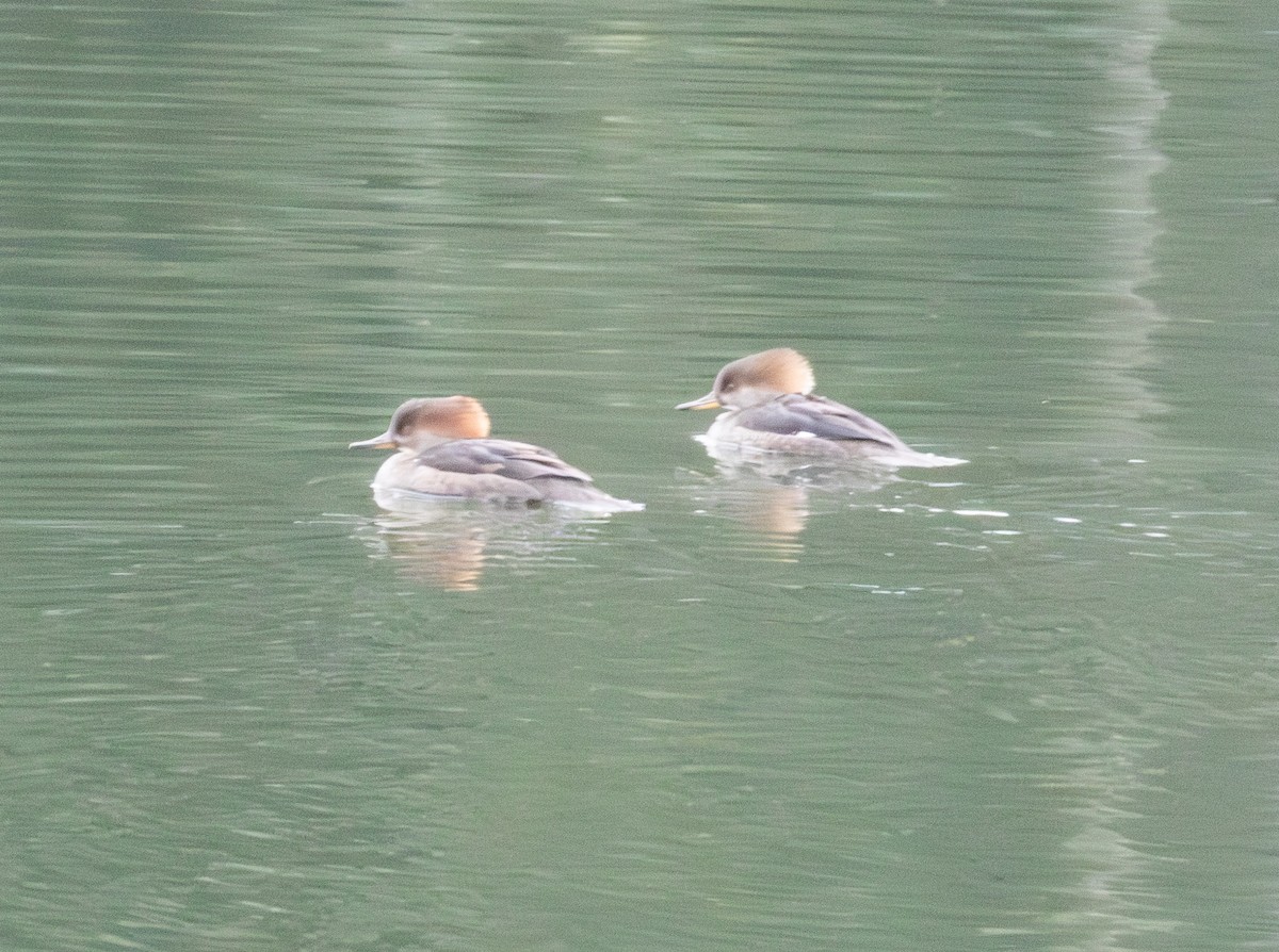 Hooded Merganser - ML646422017