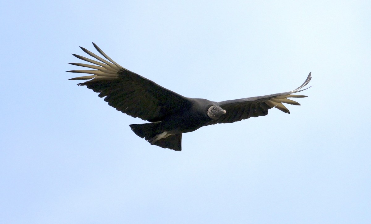 クロコンドル - ML646422021