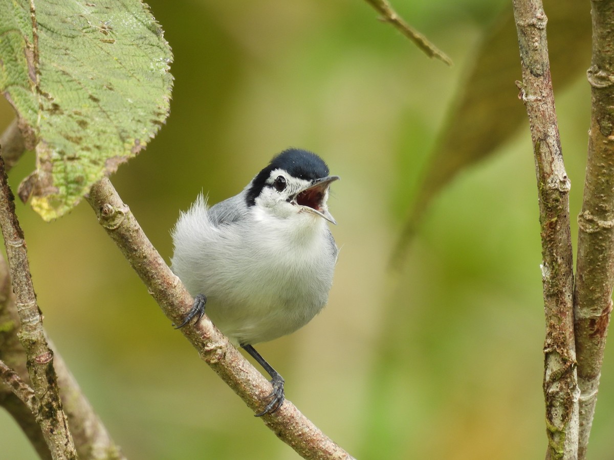 White-browed Gnatcatcher - ML646422022