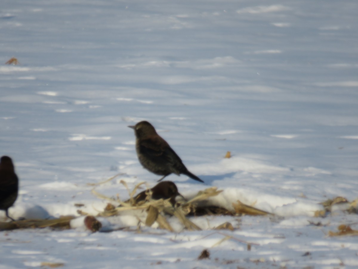 Rusty Blackbird - ML646422023