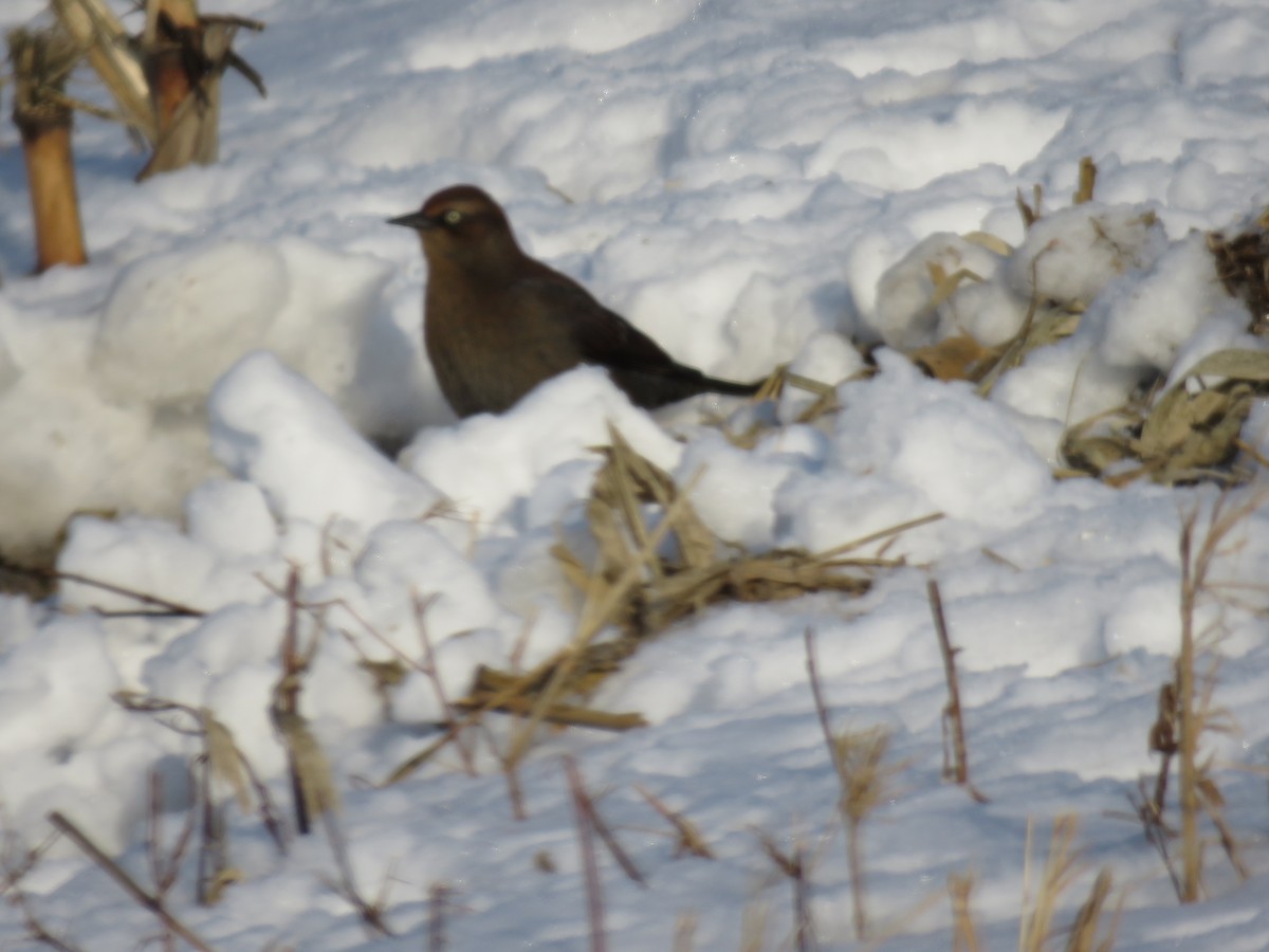 Rusty Blackbird - ML646422024