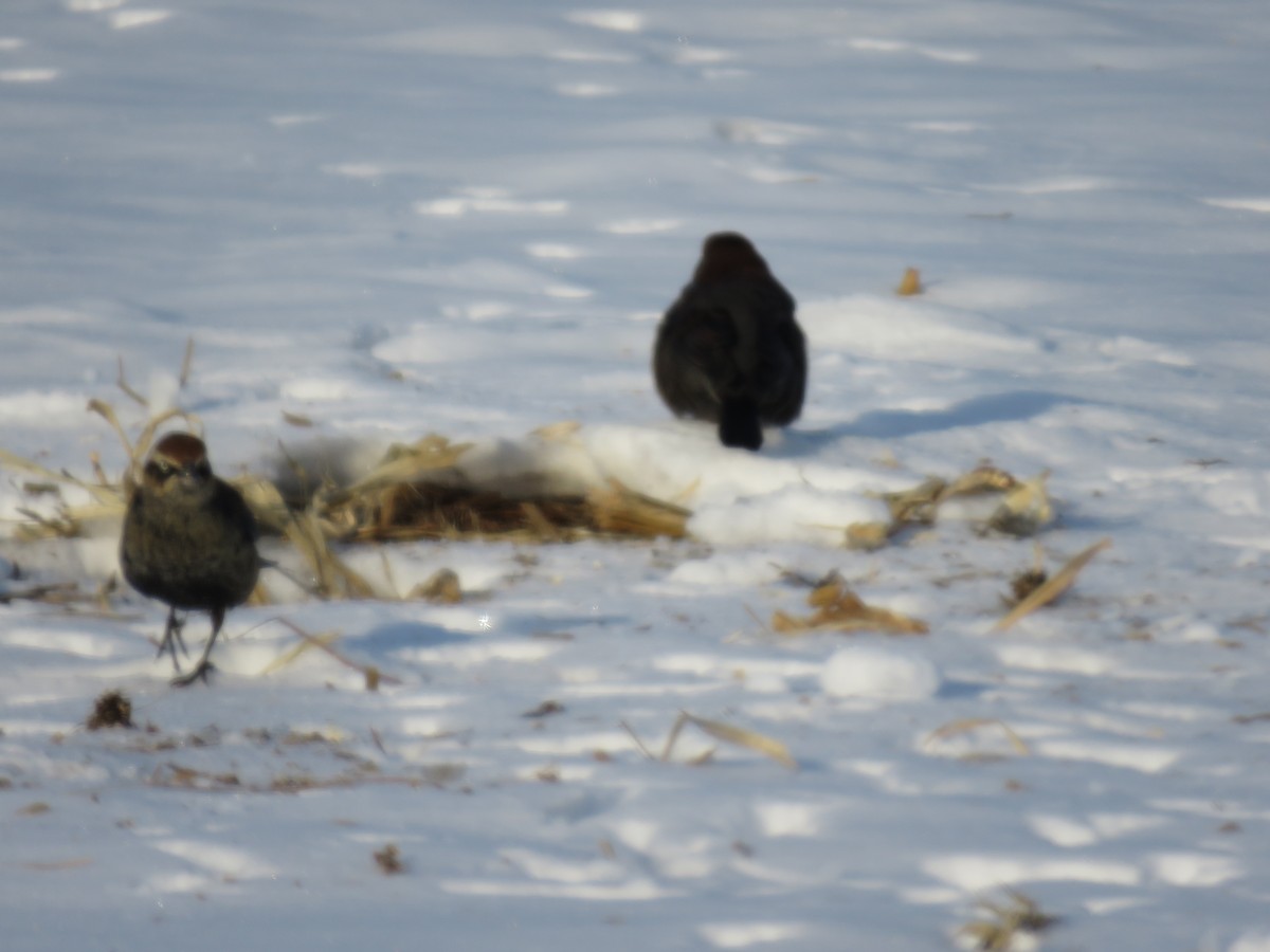 Rusty Blackbird - ML646422025