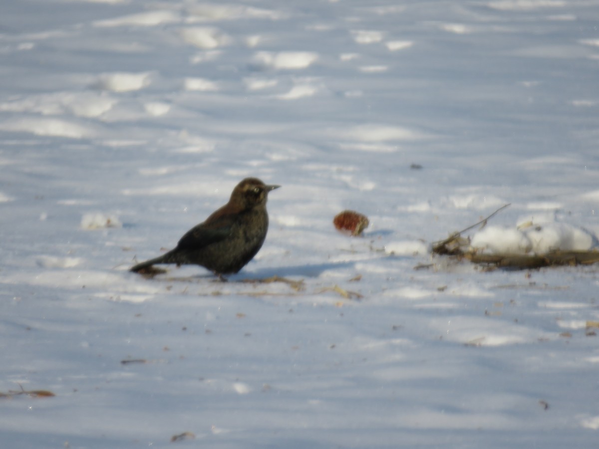 Rusty Blackbird - ML646422026