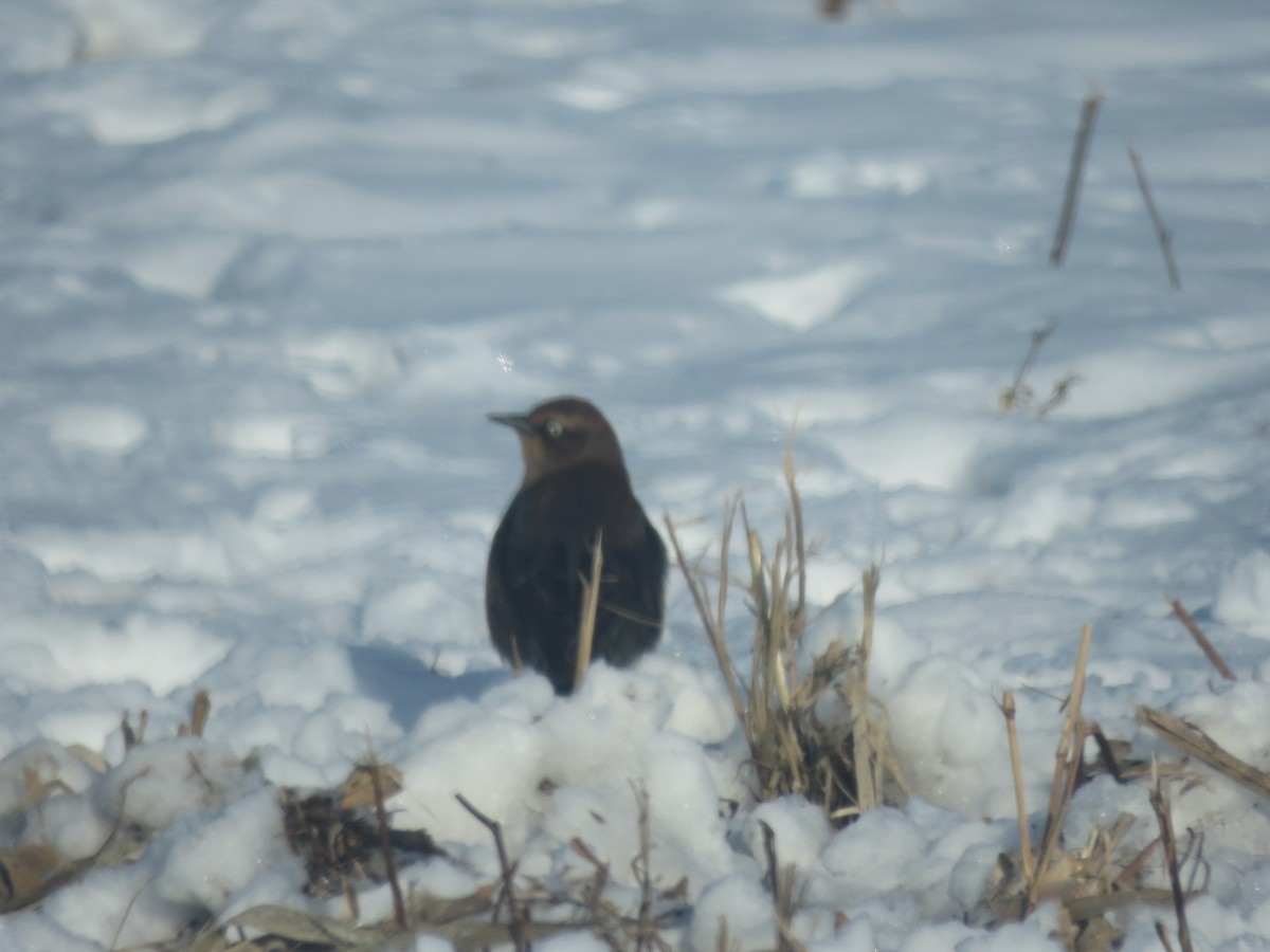 Rusty Blackbird - ML646422027