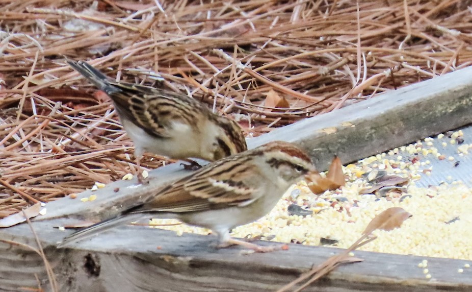 Chipping Sparrow - ML646422028