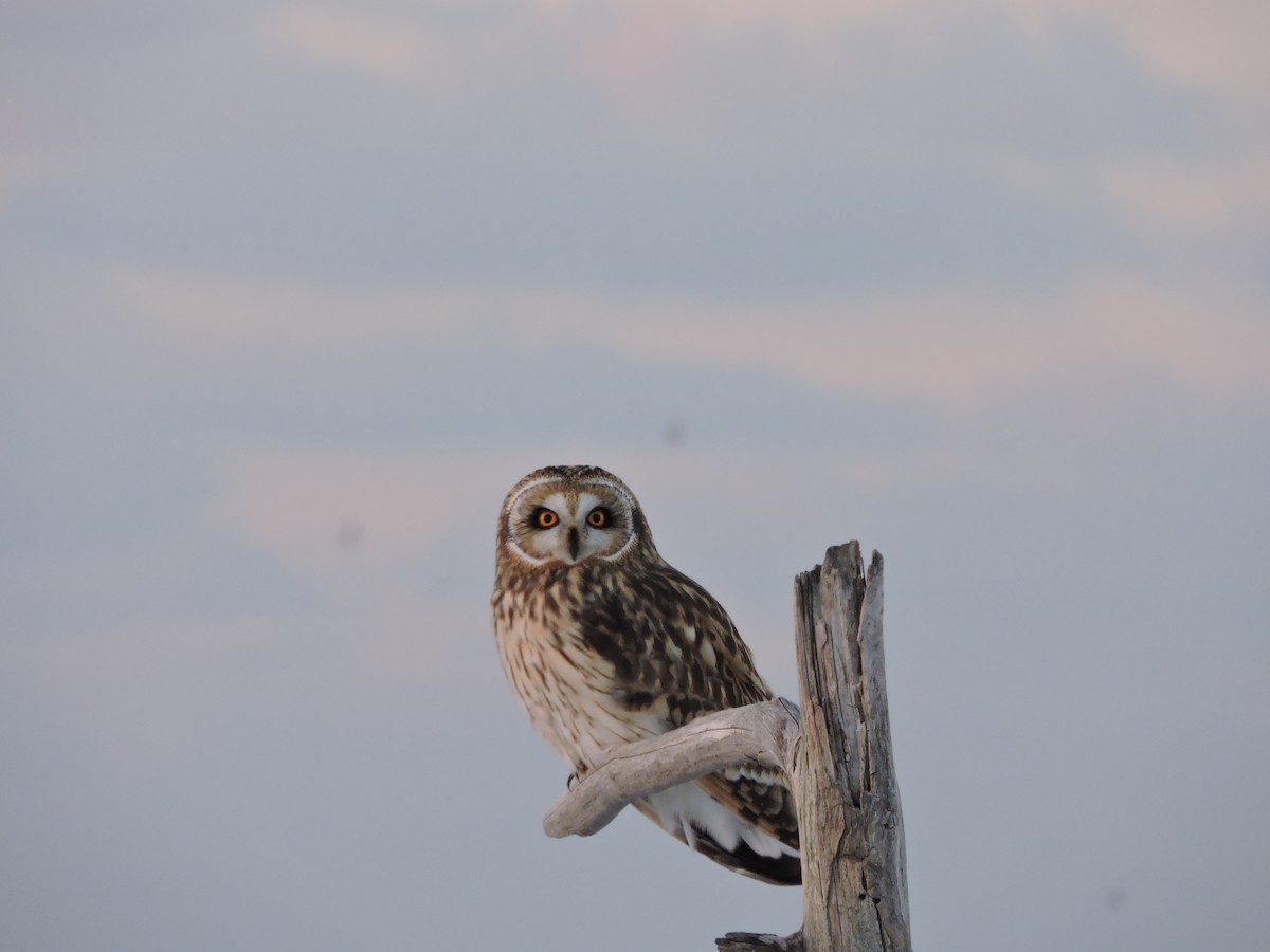 短耳鴞 - ML646422029