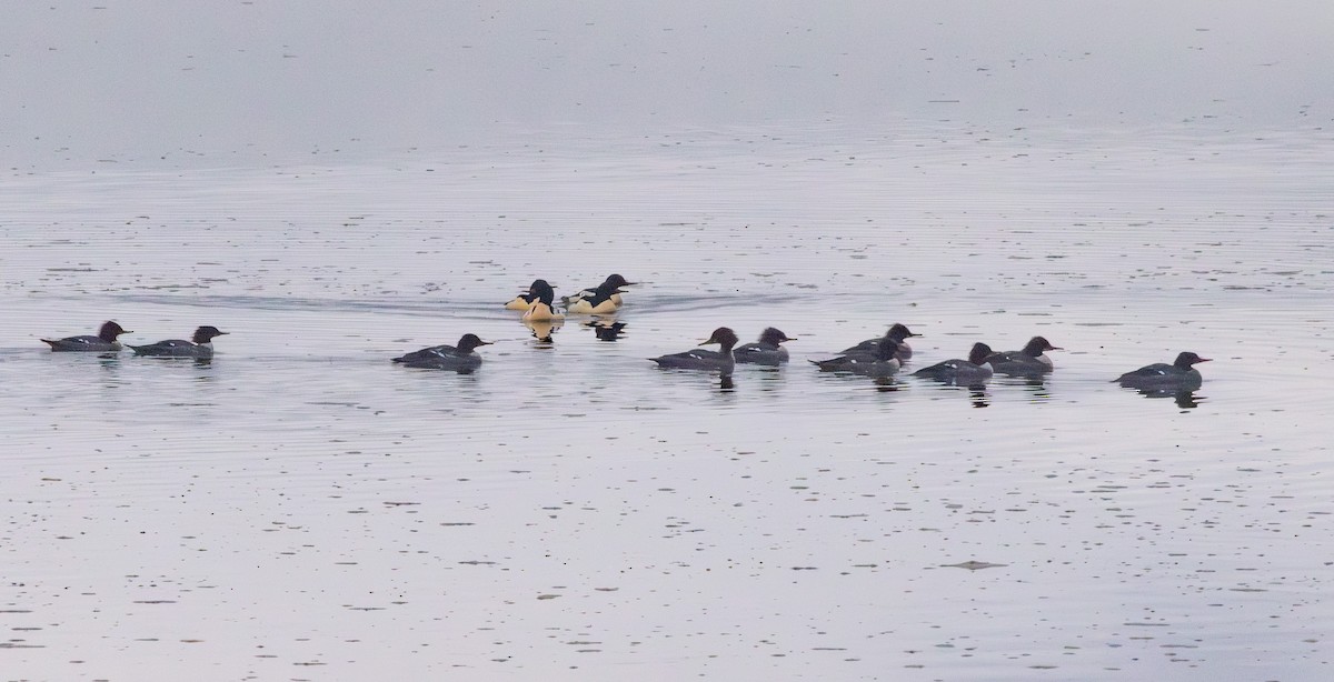 Common Merganser - ML646422034