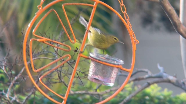 Orange-crowned Warbler - ML646422035