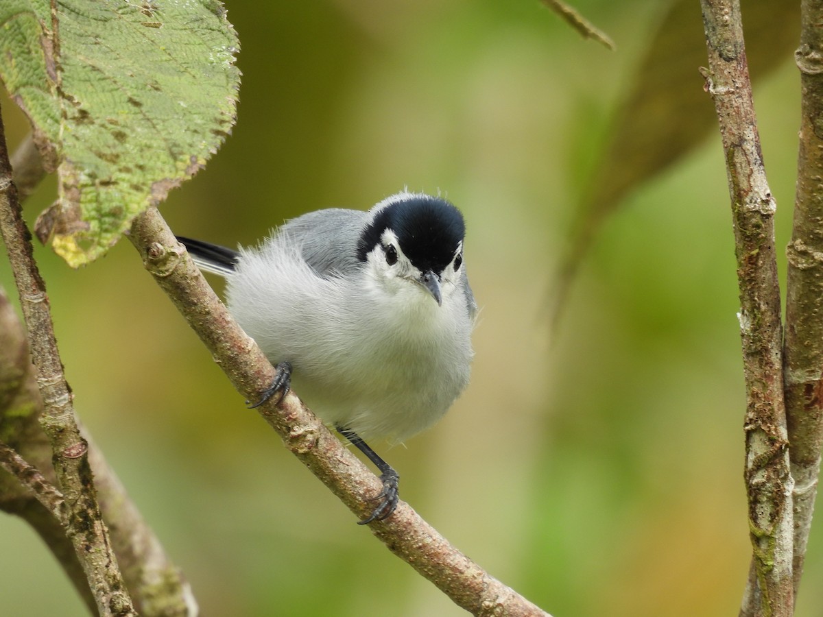 White-browed Gnatcatcher - ML646422036