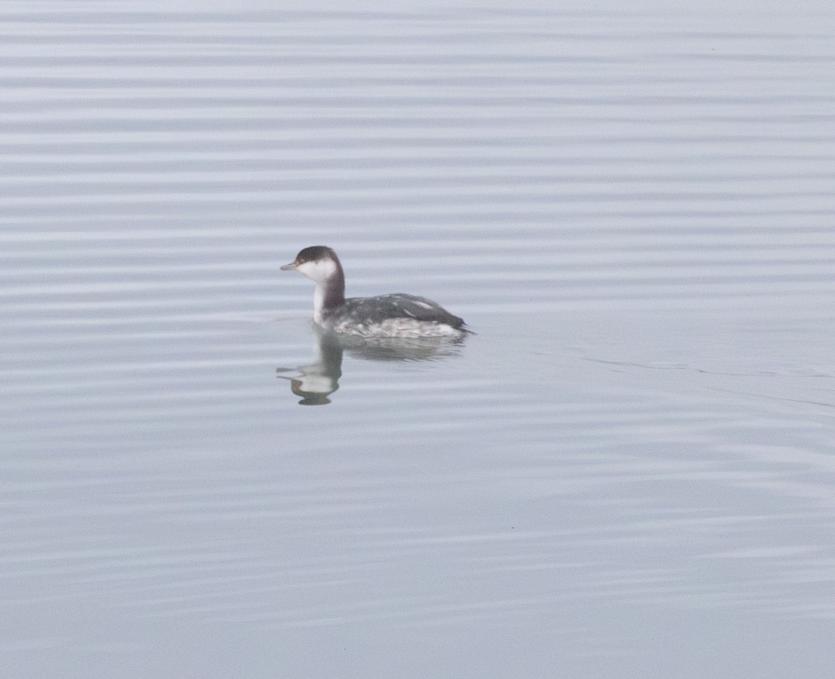 Horned Grebe - ML646422038