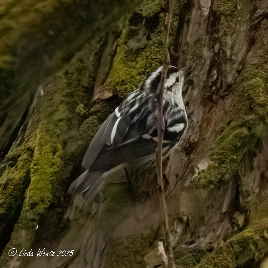 Black-and-white Warbler - ML646422040