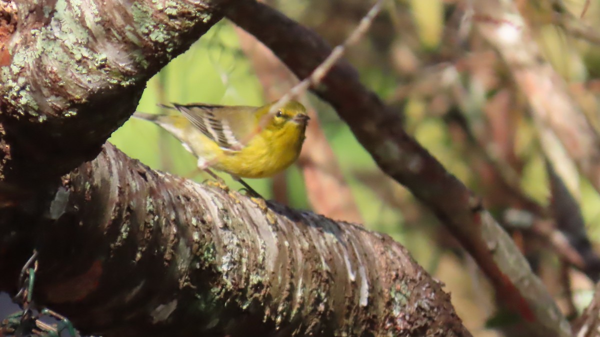 Kiefernwaldsänger - ML646422045