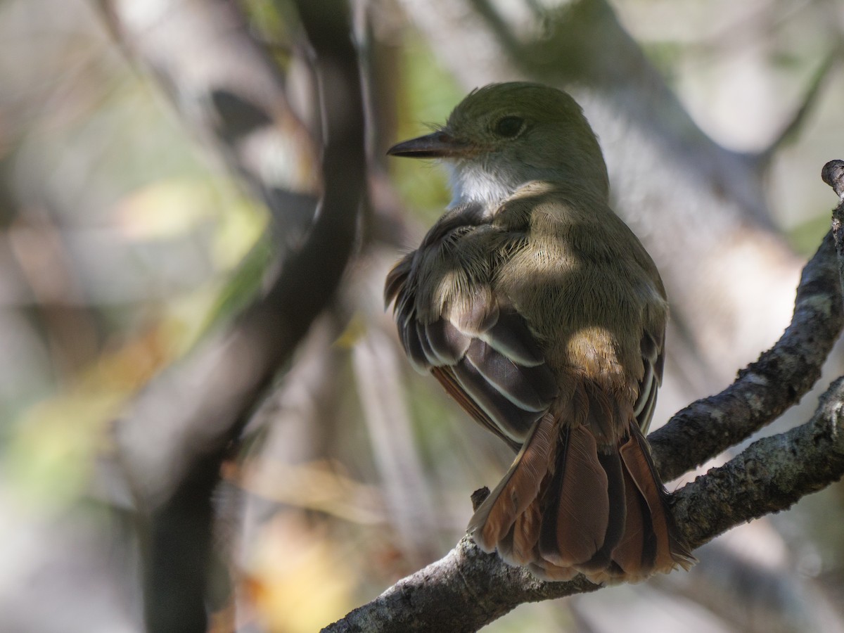 Brown-crested Flycatcher - ML646422047