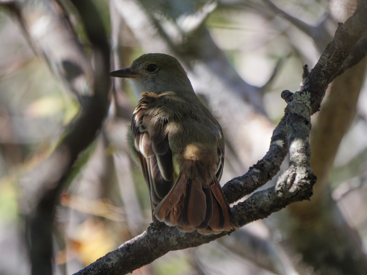 Brown-crested Flycatcher - ML646422048