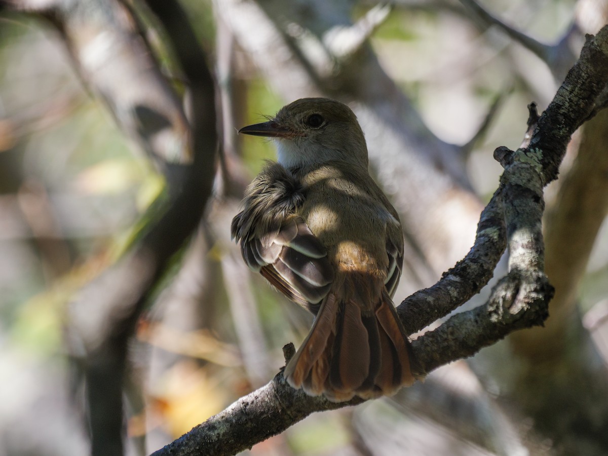 Brown-crested Flycatcher - ML646422049