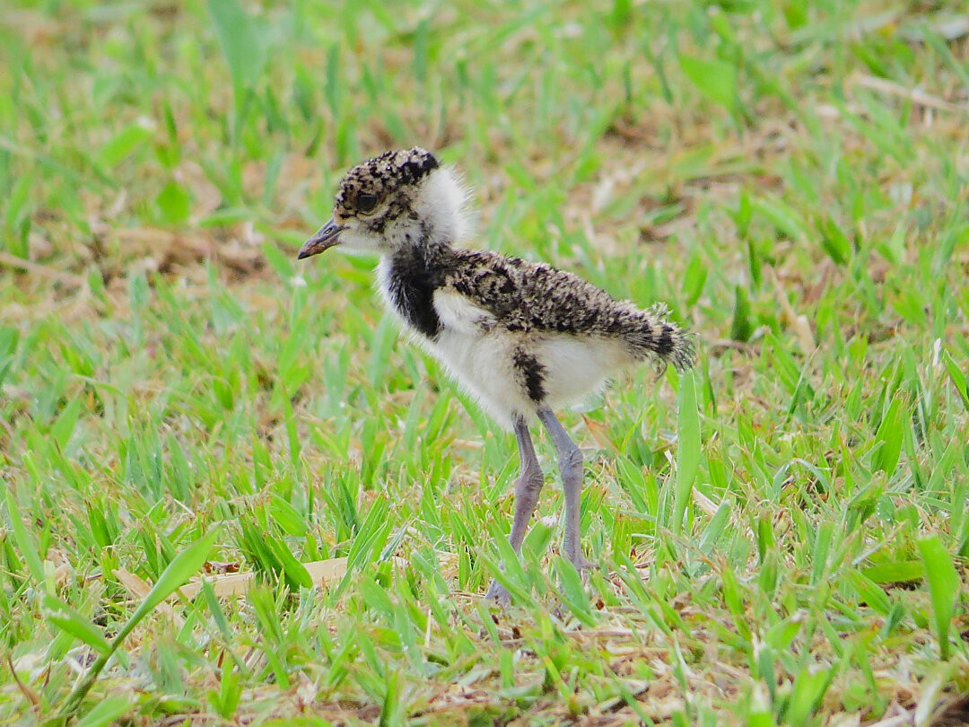 Southern Lapwing - ML646422050