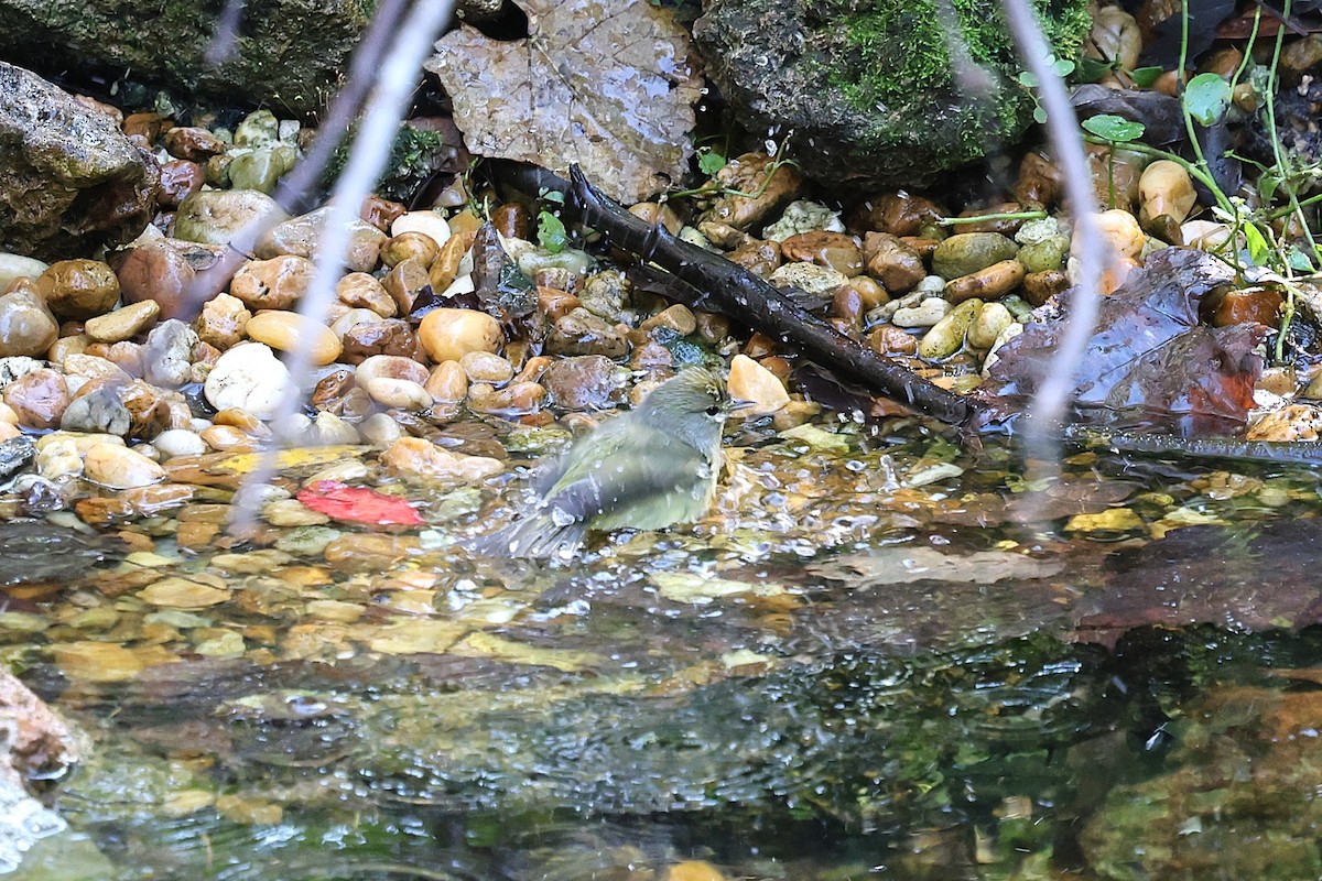 lesňáček hvězdičkový - ML646422051