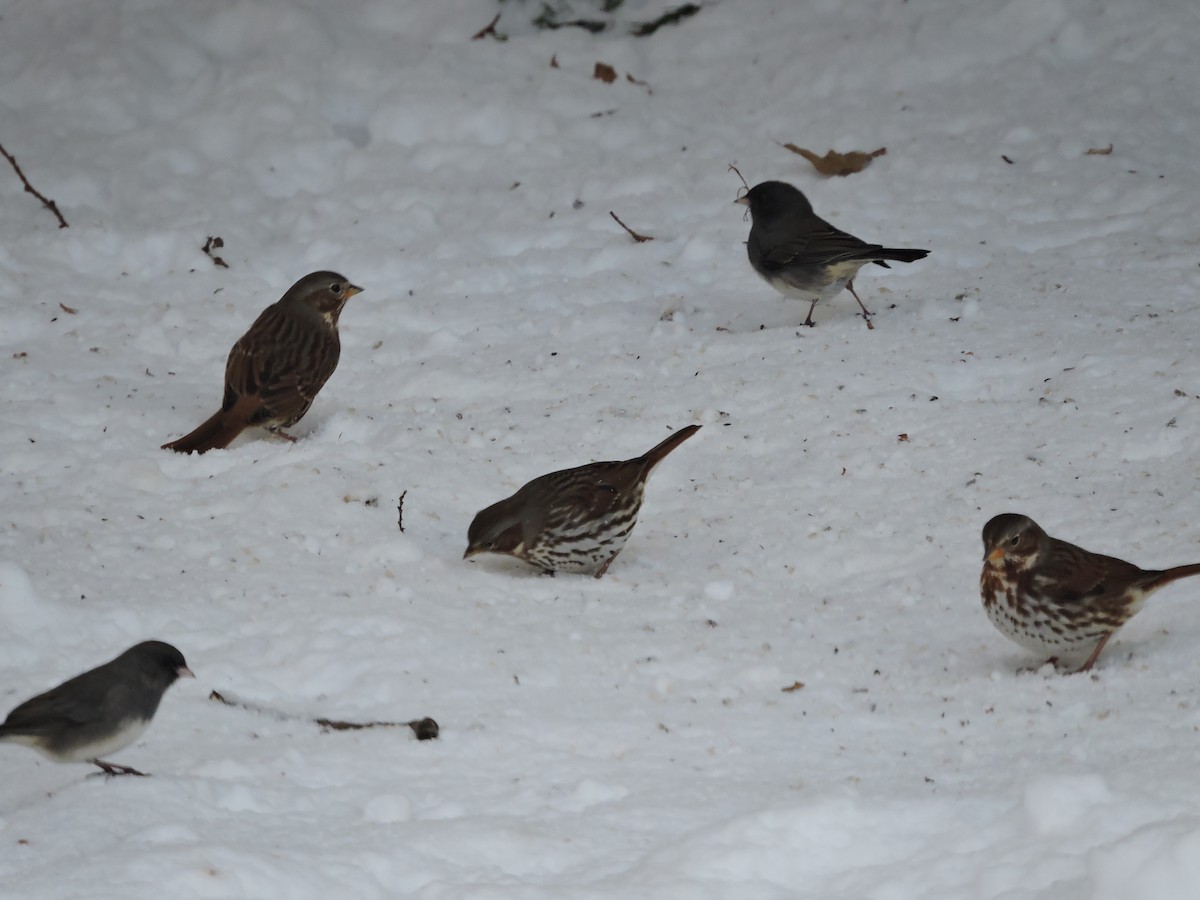 ゴマフスズメ - ML646422052