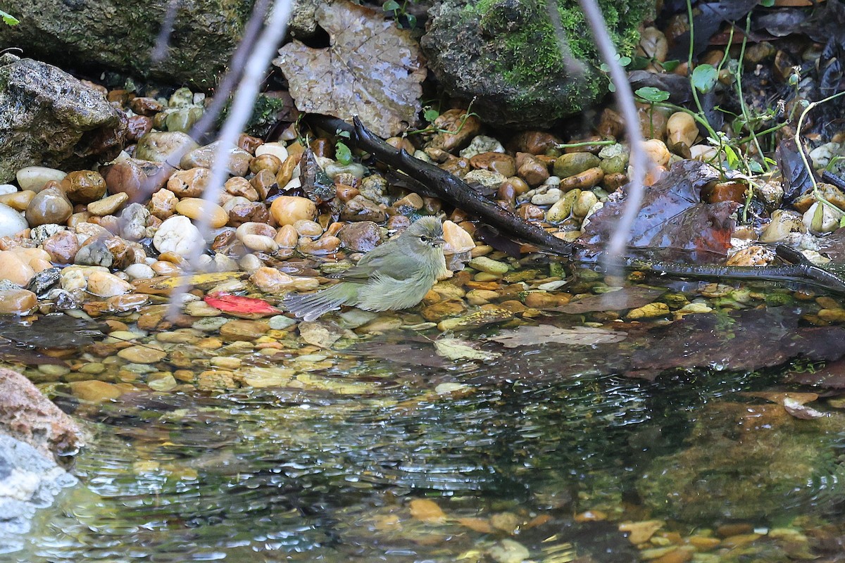 lesňáček hvězdičkový - ML646422053