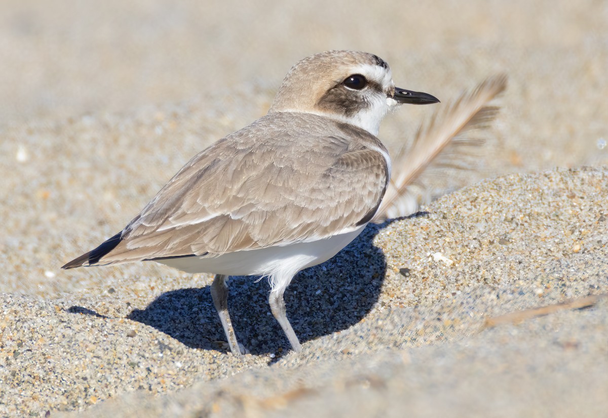 kulík západní - ML646422054