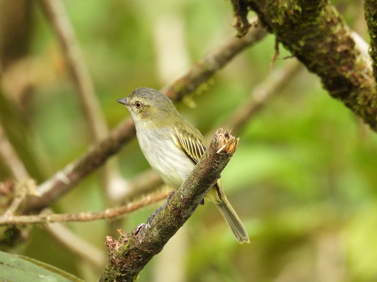 Mistletoe Tyrannulet - ML646422055