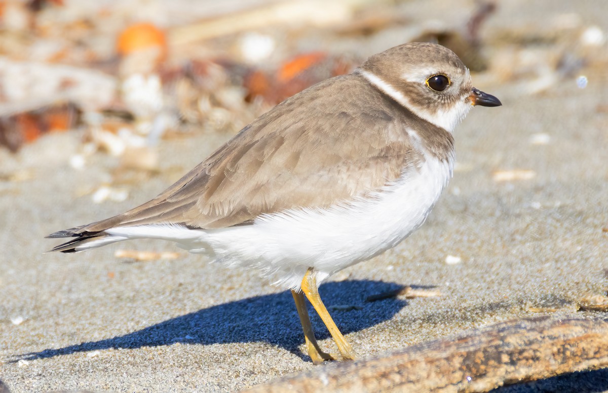 kulík kanadský - ML646422056