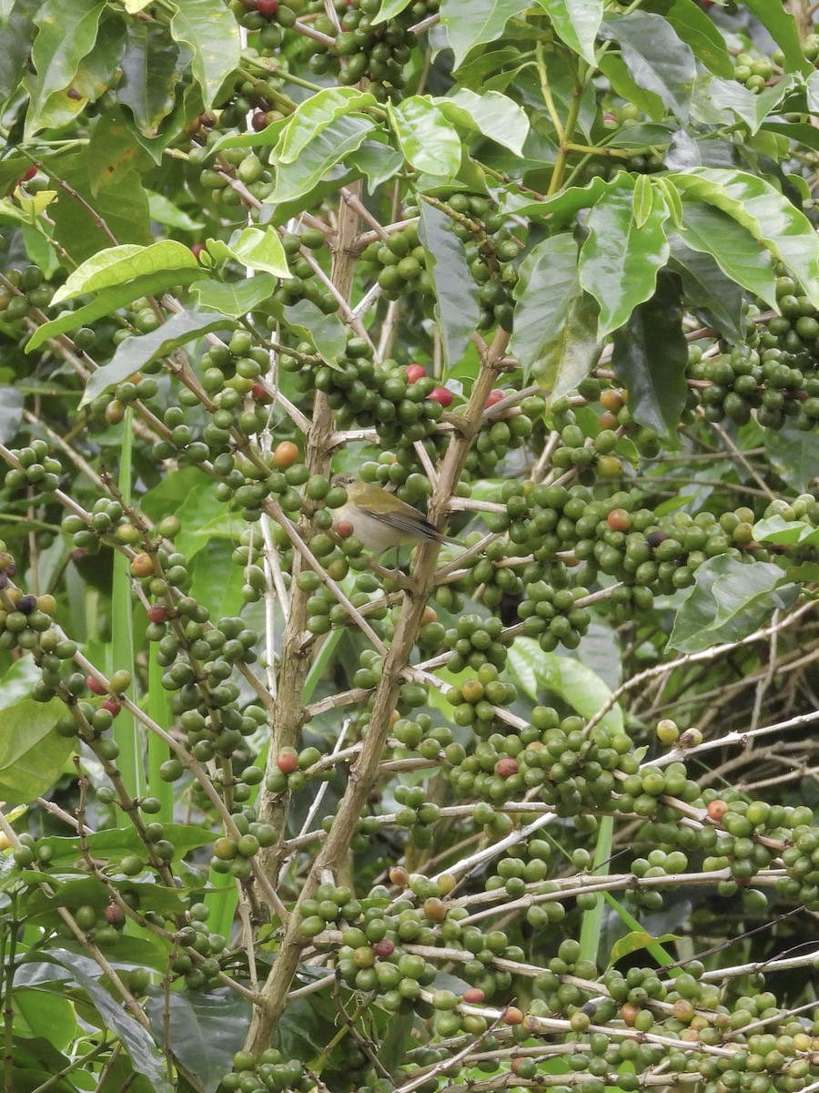 Tennessee Warbler - ML646422057