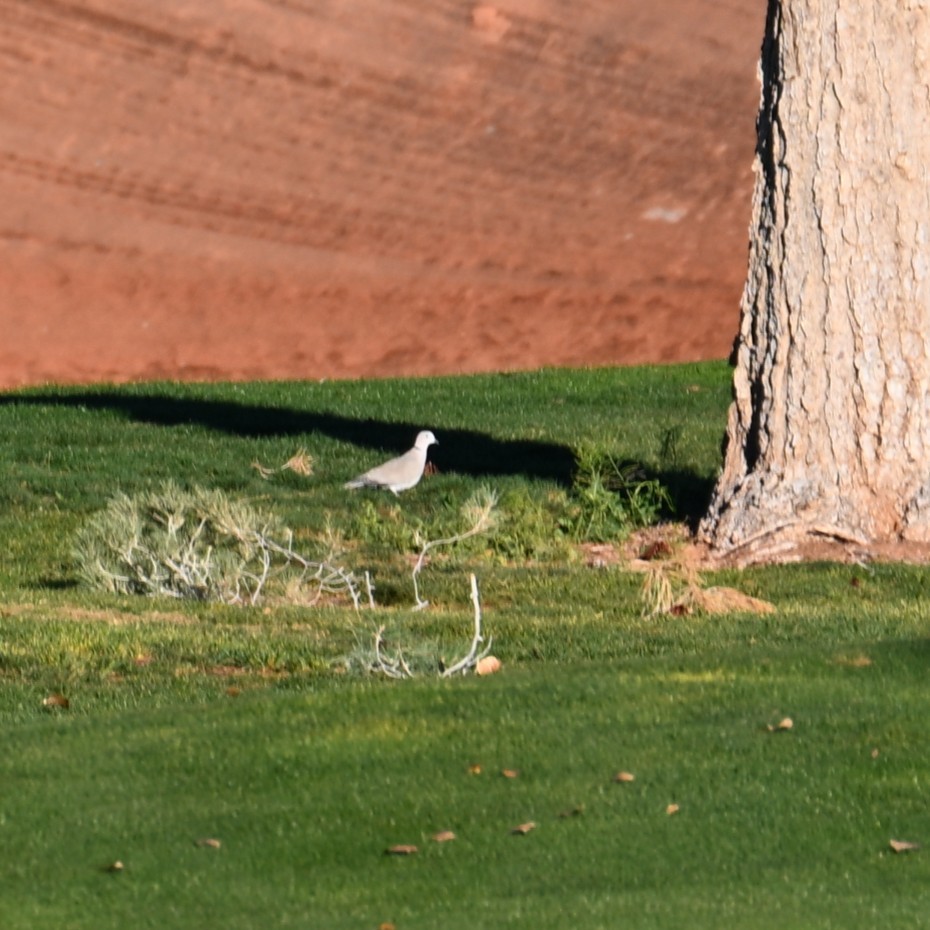 Eurasian Collared-Dove - ML646422058