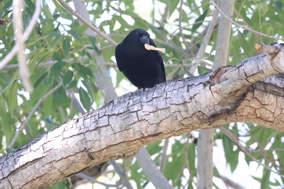 American Crow - ML646422059