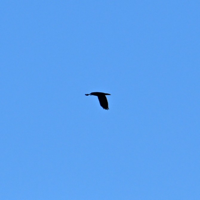 Common Raven - ML646422060