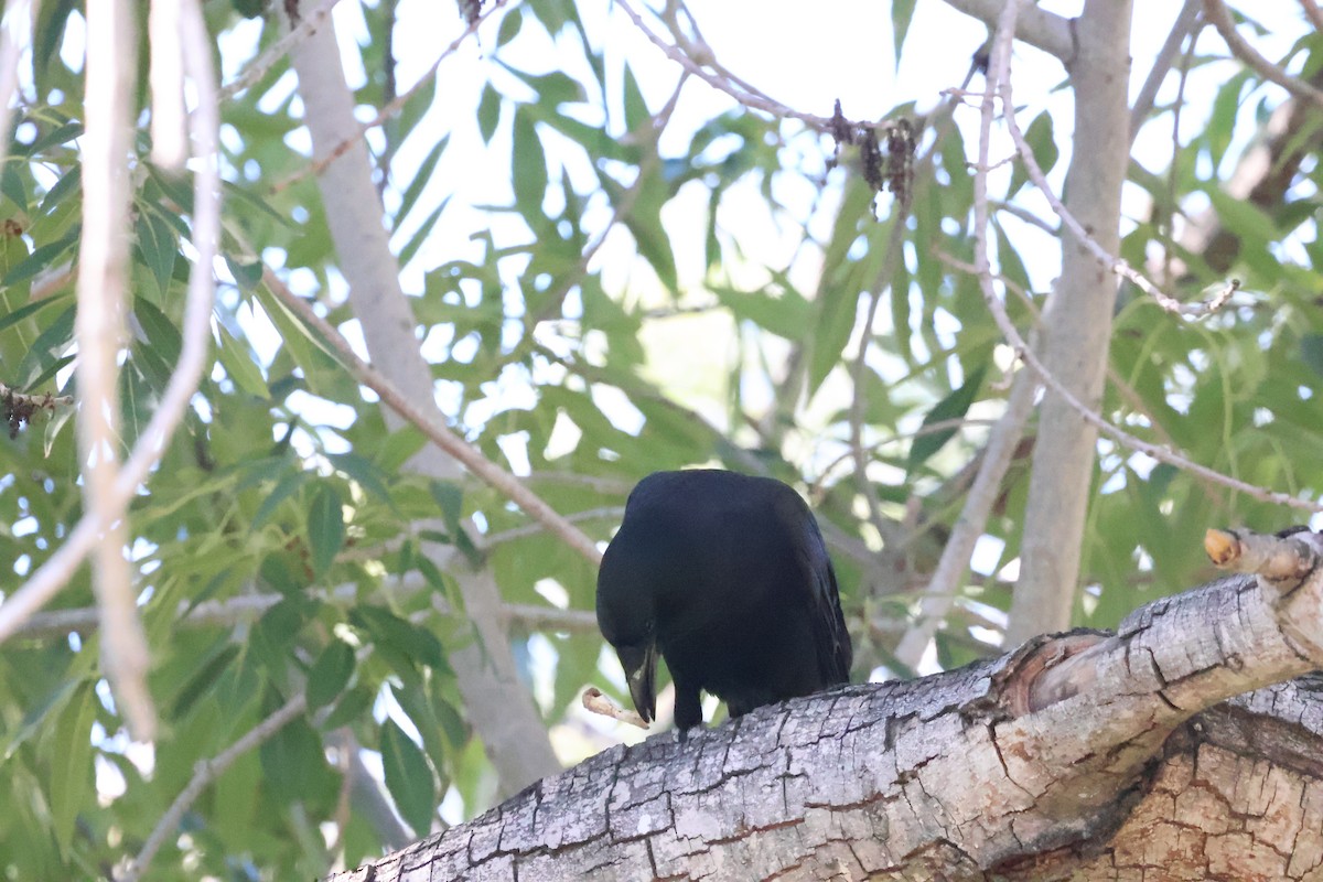 American Crow - ML646422061