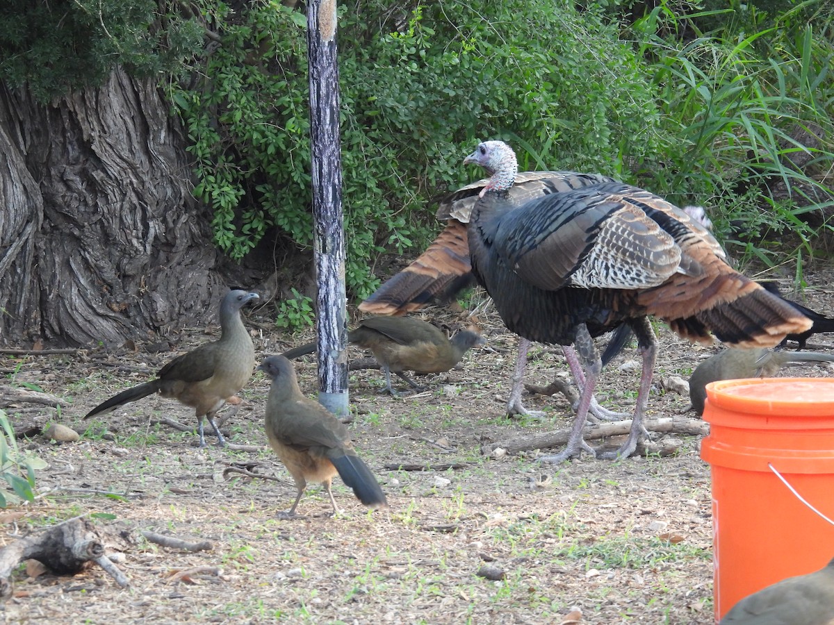 Plain Chachalaca - ML646422062