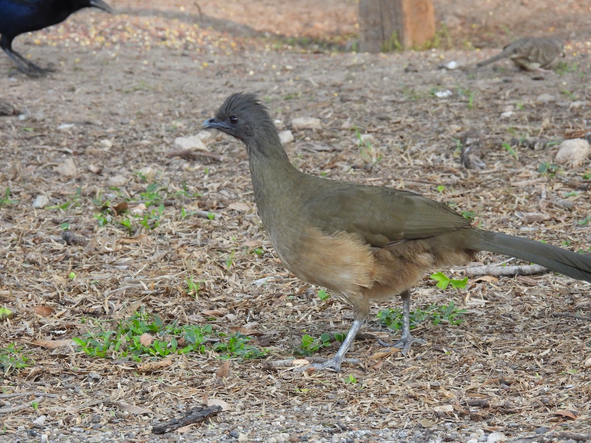 Plain Chachalaca - ML646422063